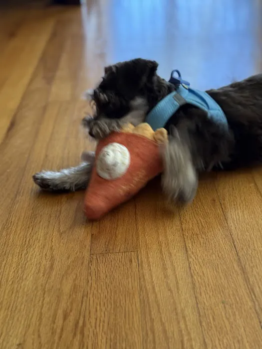 Boujee Pet Boutique Picture 5