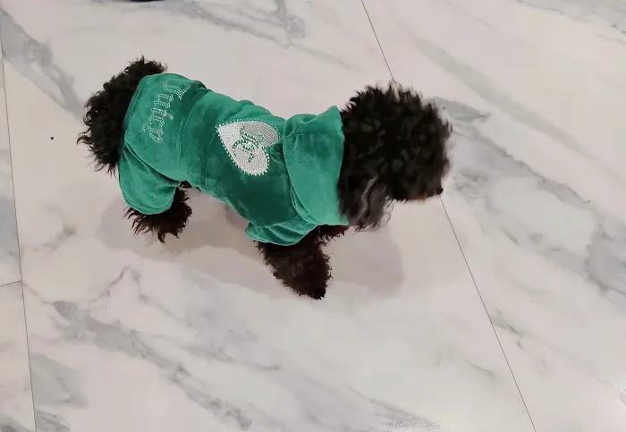 Boujee Pet Boutique Picture 6
