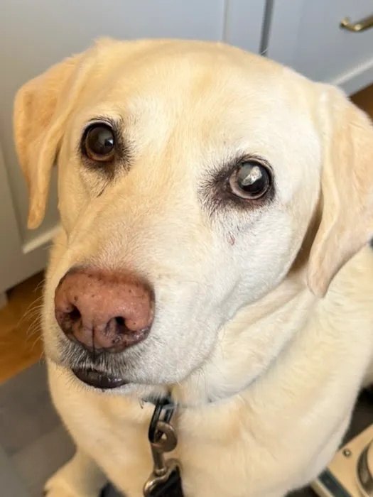 Mattapoisett Animal Hospital Picture 4