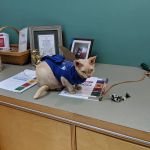 Mattapoisett Animal Hospital