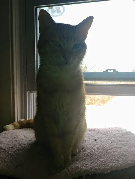 Mattapoisett Animal Hospital Picture 9