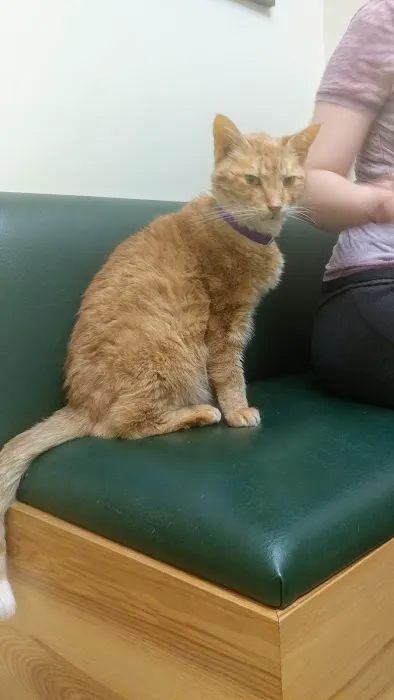 Mattapoisett Animal Hospital Picture 5