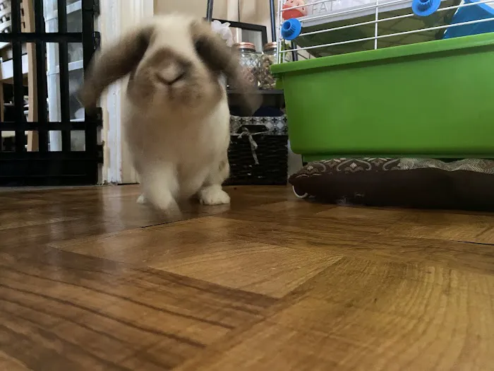 Mattapoisett Animal Hospital Picture 10