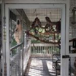 Birds of Paradise Sanctuary & Rescue