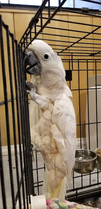 Birds of Paradise Sanctuary & Rescue Picture 4