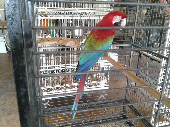 Birds of Paradise Sanctuary & Rescue Picture 9