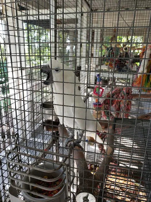 Birds of Paradise Sanctuary & Rescue Picture 10