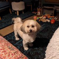 Assonet Animal Hospital ico