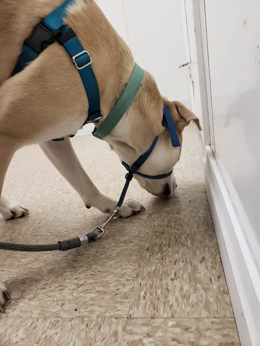 Assonet Animal Hospital Picture 4