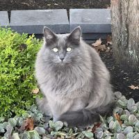 Raynham Veterinary Hospital, Inc. ico