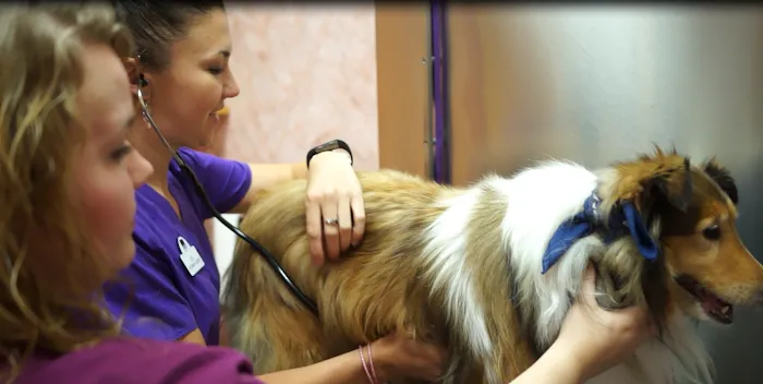 Raynham Veterinary Hospital, Inc. Picture 10