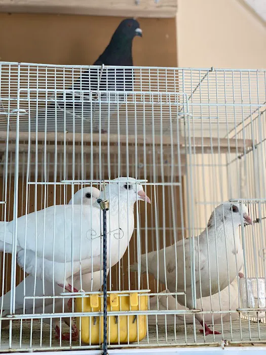 Yoan & Son Pet Shop Picture 6