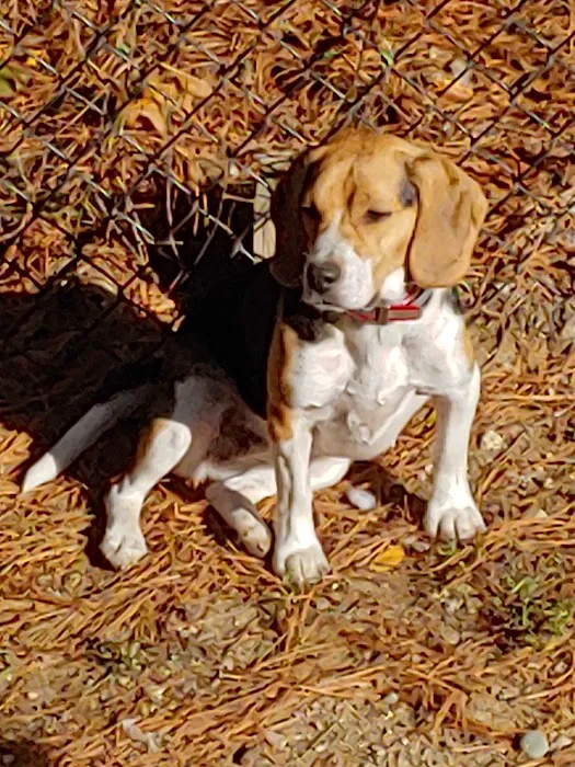 Bristol County Animal Clinic-Jenna Dale, D.V.M Picture 1