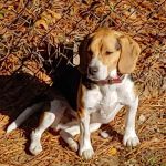 Bristol County Animal Clinic-Jenna Dale, D.V.M
