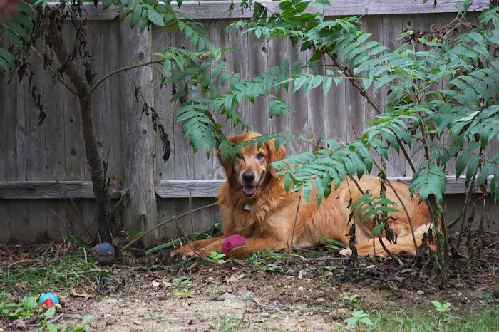 Bristol County Animal Clinic-Jenna Dale, D.V.M Picture 2