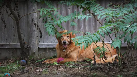 Bristol County Animal Clinic-Jenna Dale, D.V.M Picture 3