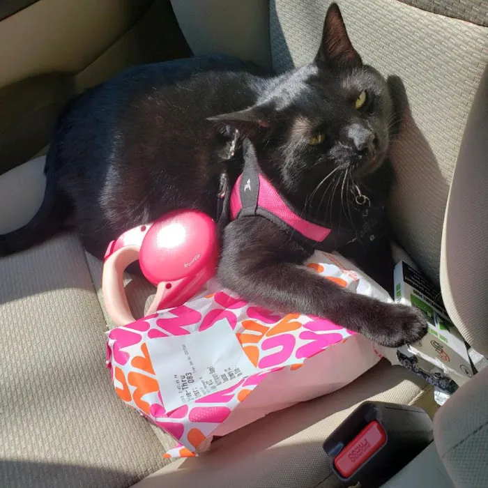 Bristol County Animal Clinic-Jenna Dale, D.V.M Picture 8