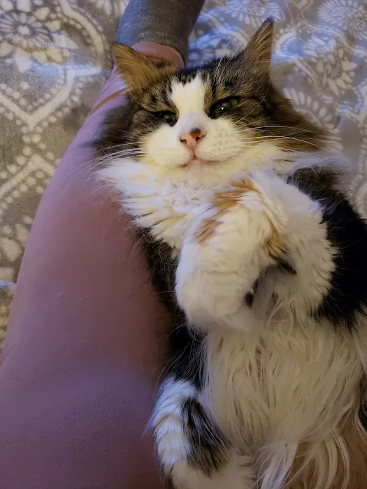 Bristol County Animal Clinic-Jenna Dale, D.V.M Picture 7