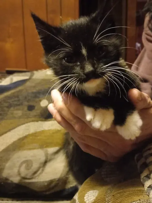 Bristol County Animal Clinic-Jenna Dale, D.V.M Picture 5