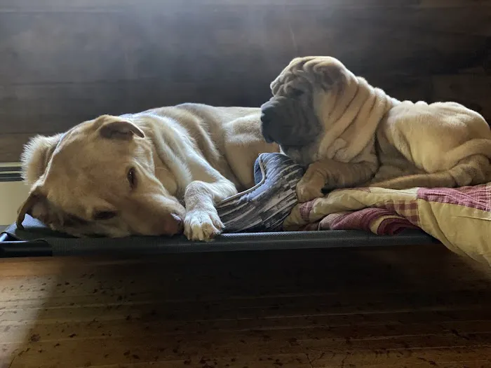 Bristol County Animal Clinic-Jenna Dale, D.V.M Picture 4