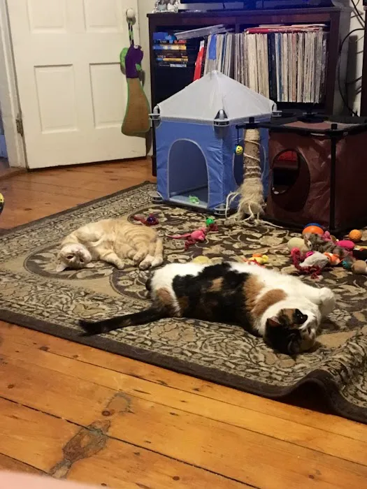 Bristol County Animal Clinic-Jenna Dale, D.V.M Picture 10