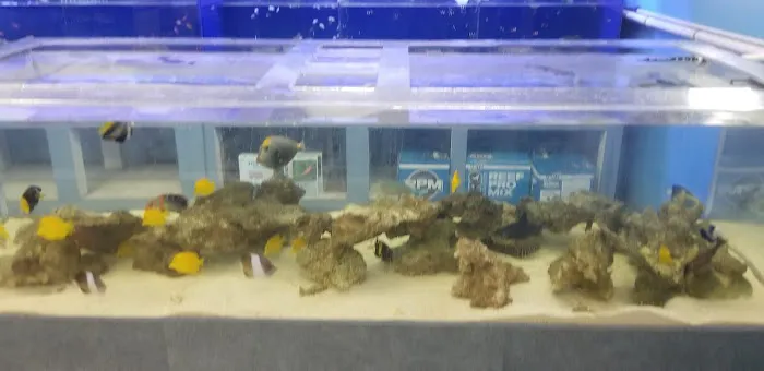 Marine Warehouse Aquarium Picture 8