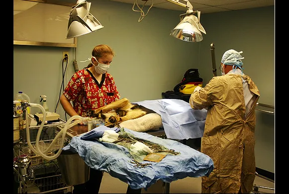 Mansfield Veterinary Health Center Picture 2