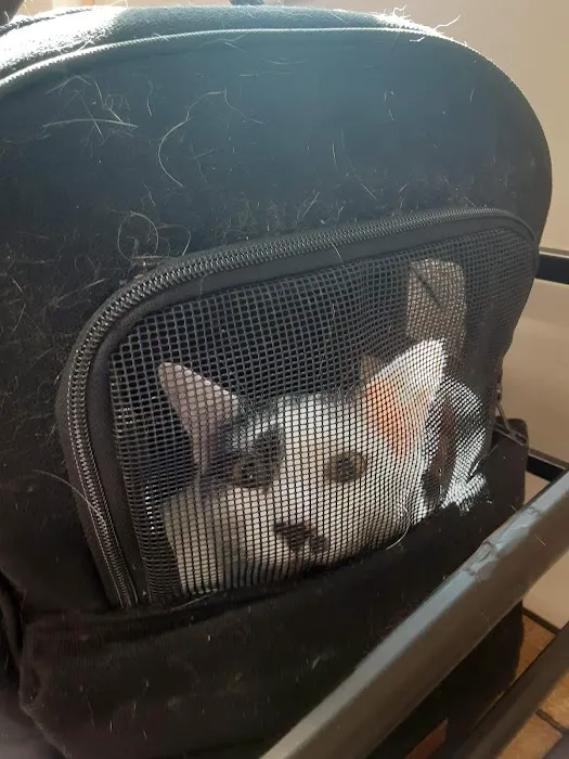 Mansfield Veterinary Health Center Picture 8