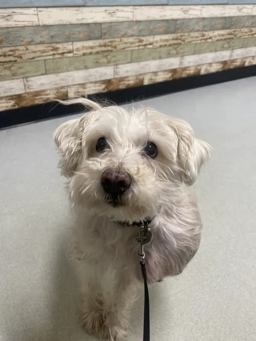 Mansfield Veterinary Health Center Picture 7