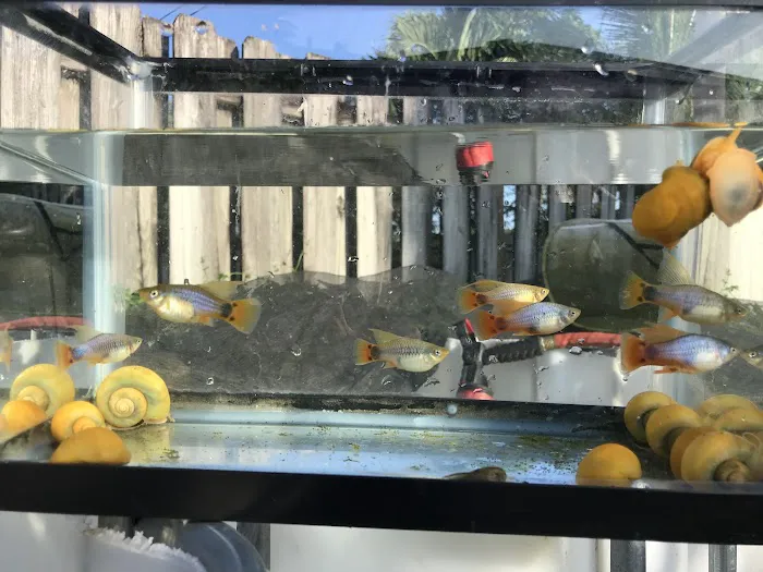 Aquazul Tropical Fish LLC Picture 2