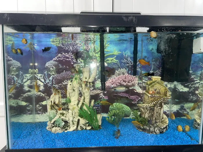 Aquazul Tropical Fish LLC Picture 1