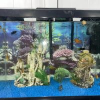 Aquazul Tropical Fish LLC ico