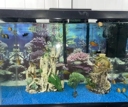 Aquazul Tropical Fish LLC