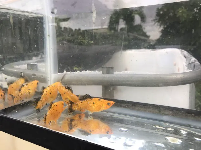 Aquazul Tropical Fish LLC Picture 5