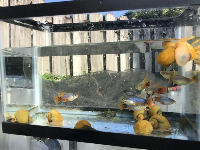 Aquazul Tropical Fish LLC Picture 6