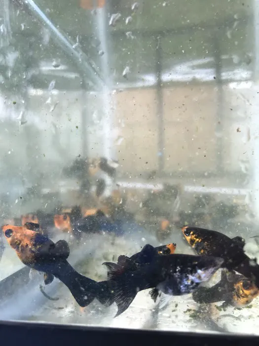 Aquazul Tropical Fish LLC Picture 10