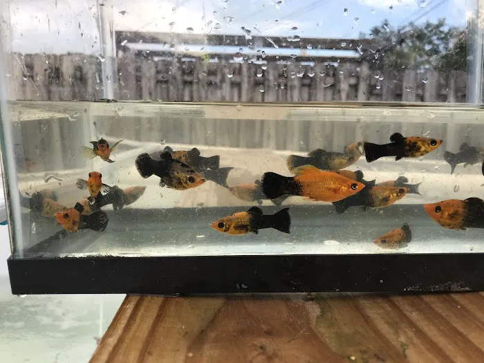 Aquazul Tropical Fish LLC Picture 8