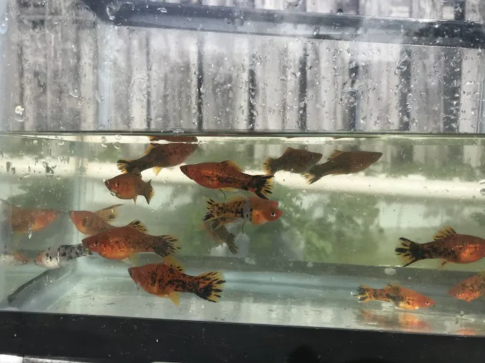 Aquazul Tropical Fish LLC Picture 7