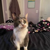 Chase Veterinary Clinic ico