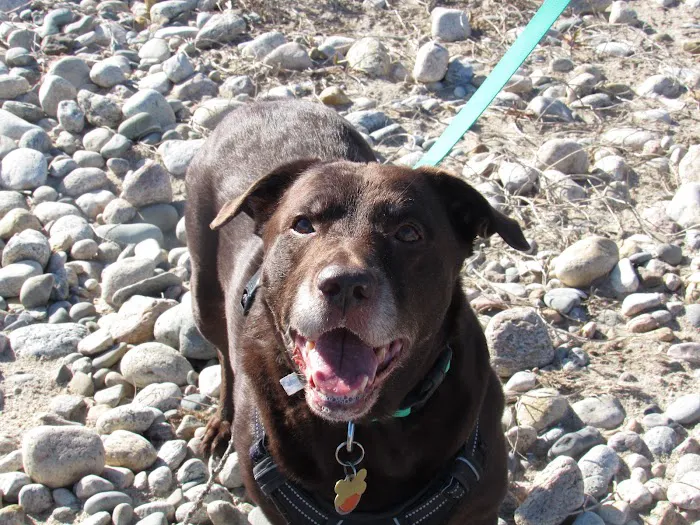 Chase Veterinary Clinic Picture 8