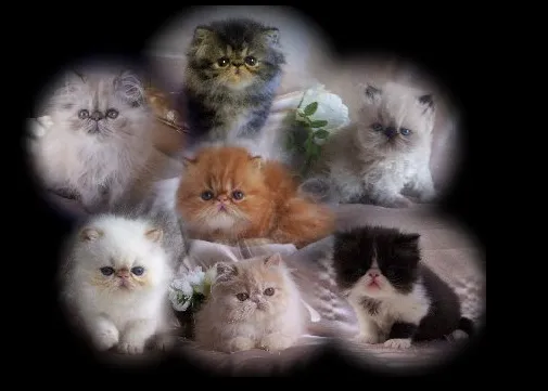 Sunshinezzz Himalayans & Persians Picture 1