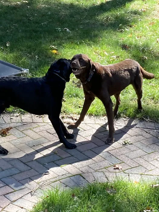 Bridgewater Veterinary Clinic Picture 4