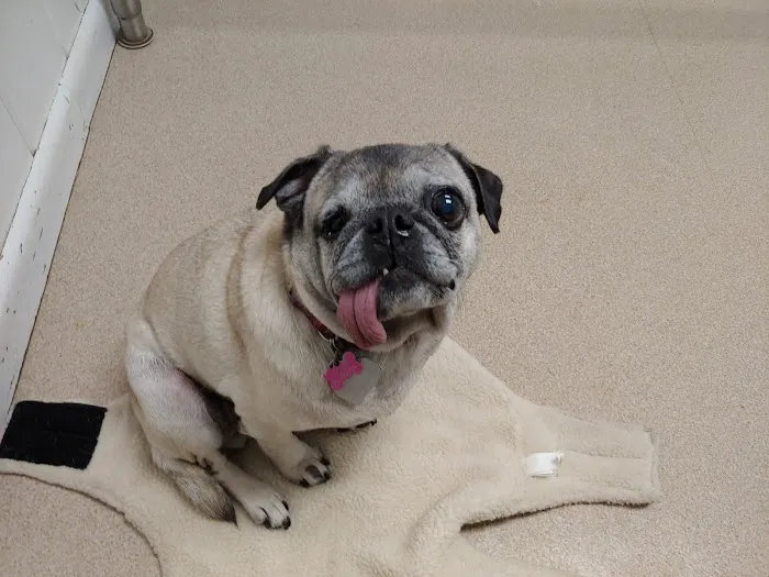 Bridgewater Veterinary Clinic Picture 10