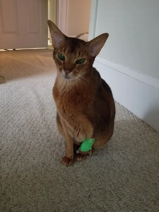 Westbridge Veterinary Referral Hospital Picture 1