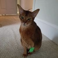 Westbridge Veterinary Referral Hospital ico