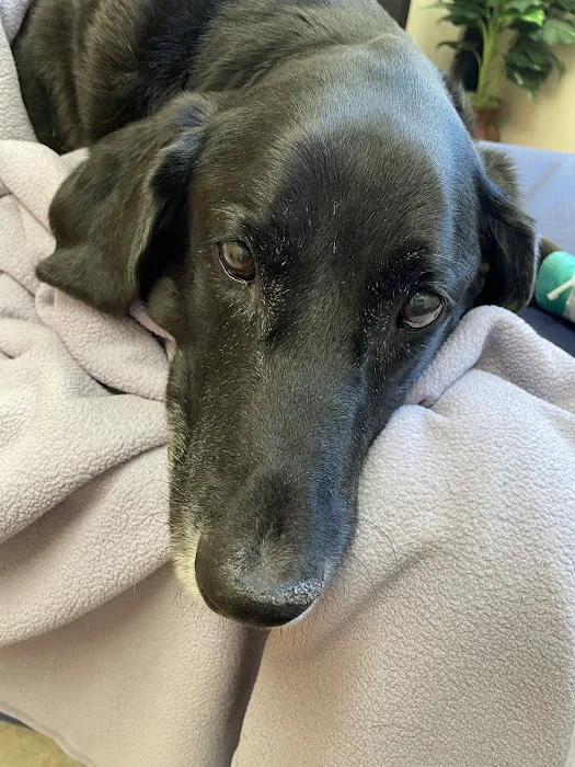 Westbridge Veterinary Referral Hospital Picture 3