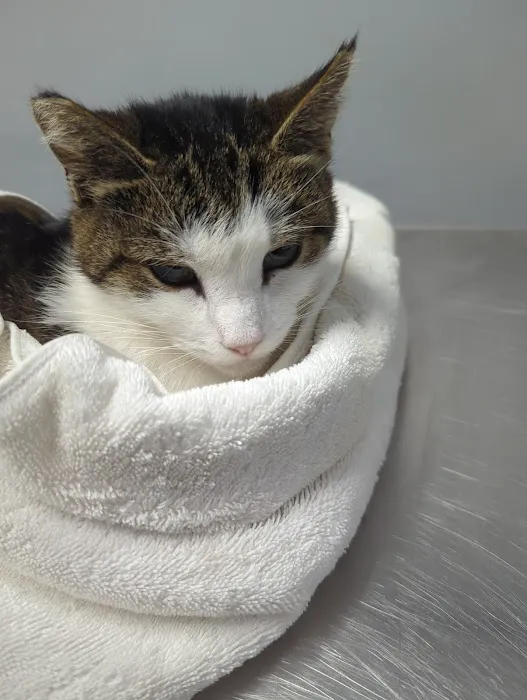 Westbridge Veterinary Referral Hospital Picture 5