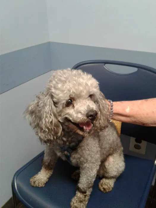 Westbridge Veterinary Referral Hospital Picture 9