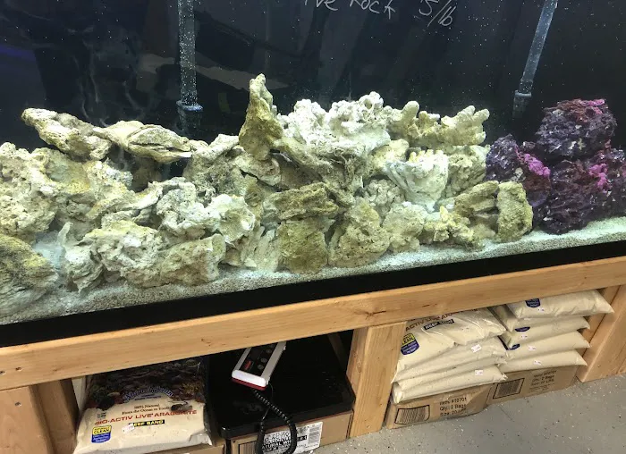 St. Pete Saltwater Aquarium Store Picture 5