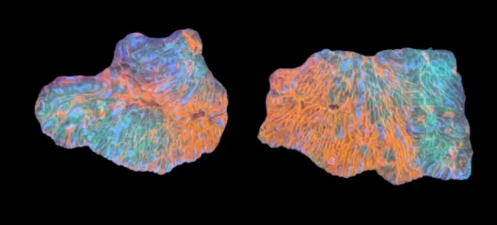 St. Pete Saltwater Aquarium Store Picture 3